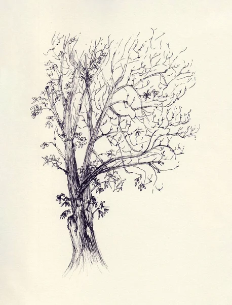손으로 나무의 가을에 나뭇가지와 나뭇잎이 식물학적 스케치는 중립적 색으로 그려진다 — 스톡 사진