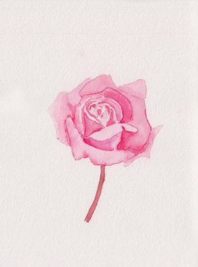 Kırmızı saplı pembe gülün suluboya resmi. Stock Rose çizimi. Düğün davetiyesi, yemek, ambalaj dekorasyonu, desenler ya da kumaş baskıları için ideal. Kağıt üzerinde çiçek çizimi.