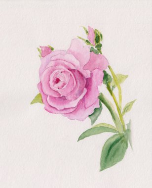 Yeşil saplı pembe gülün suluboya boyası ve küçük tomurcuklar. Stock Rose çizimi. Düğün davetiyesi, yemek, ambalaj dekorasyonu, desenler ya da kumaş baskıları için ideal. Kağıt üzerinde çiçek çizimi.