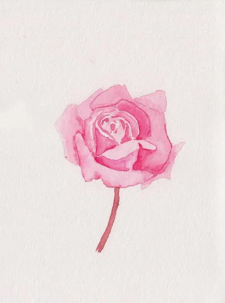 Watercolor painting of pink rose on red stem. Stock rose illustration sketch. Ideal for wedding invitation, food, packaging decoration, patterns or cloth prints. Floral flower illustration on paper.