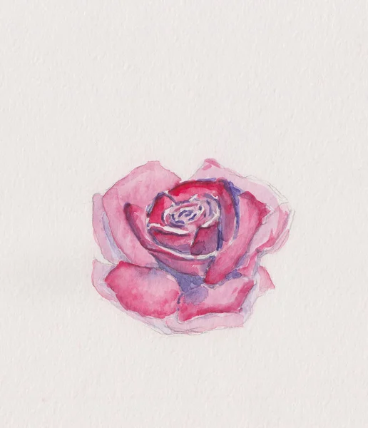 Loose style pink rose. Stock watercolor rose illustration. Ideal for wedding invitation, food, packaging decoration, patterns or cloth prints. Floral illustration on paper. Colorful pink rose sketch