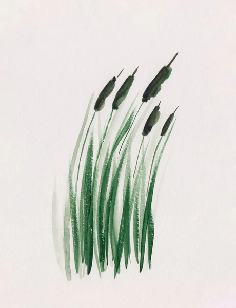 Watercolor Painting Green Cattail Grass Hand Drawn Peaceful Oriental Illustration — Stock Photo, Image