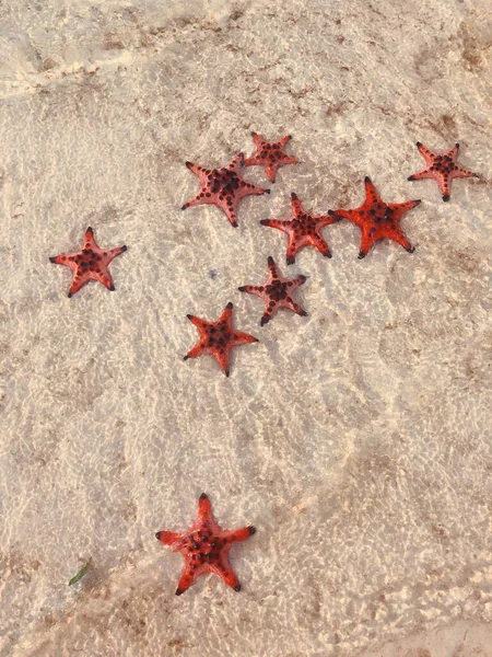 Group Colorful Red Starfish Beach Crystal Clear Water Woman Feet — Stock Photo, Image