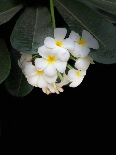 Siyah Üzerine Izole Edilmiş Beyaz Frangipani Çiçekleri Metin Için Yer — Stok fotoğraf