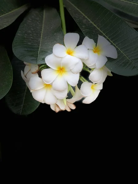 Fiori Frangipani Bianchi Isolati Nero Con Spazio Testo Concetto Progettazione — Foto Stock