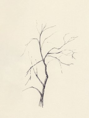 Kağıda elle çizilmiş ağaç resmi. Mürekkep kalem çizimi. Dekorasyon, poster ve kart için kullan. Tek renkli illüstrasyon. Sonbahar / kış ağaç silueti. Cadılar Bayramı kartı ve bahçe dekorasyonu için kullan.