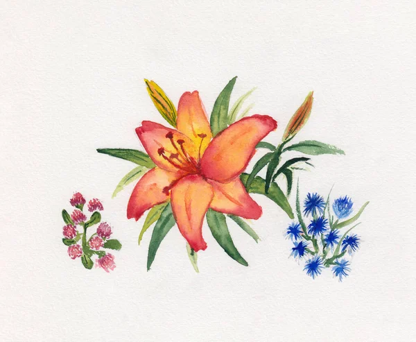 Stock Watercolor Illustration Orange Yellow Lily Clover Cornflower Beautiful Flowers — Stock Photo, Image
