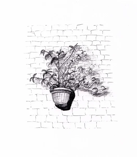 Ink pen drawing of plant in flower pot hanging on brick wall. Original artwork on white paper. Hand drawn plants illustration. Peaceful calm interior decoration. Serenity, growth, flower shop design.