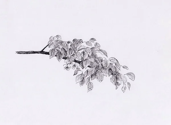 Hand Drawn Illustration Blooming Prune Tree Branch Fabric Print Wedding — Stock Photo, Image