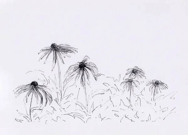 Ink Pen Painting Black Eyed Susan Flowers Hand Drawn Landscape — Stock Photo, Image