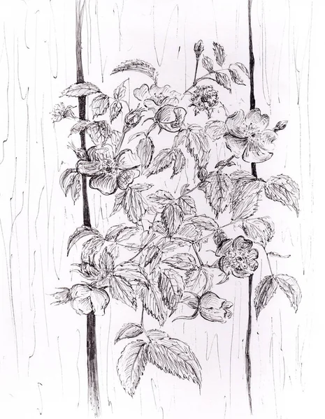 Ink Painting Monochrome Wild Roses Growing Wooden Fence Peaceful Serene — Stock Photo, Image