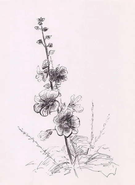 Ink Drawing Mallow Flowers Branch Vertical Nature Background Delicate Flowers — Stock Photo, Image