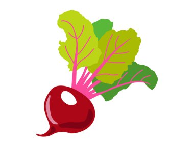Beyaz izole arka planda yeşil yapraklı kırmızı pancar kökü. Simge Vektörü düz çizimi. Sağlıklı yemek kavramı, dergi sebzesi, çiftçi pazarı, vejetaryen salata tarifi tasarımı, web.