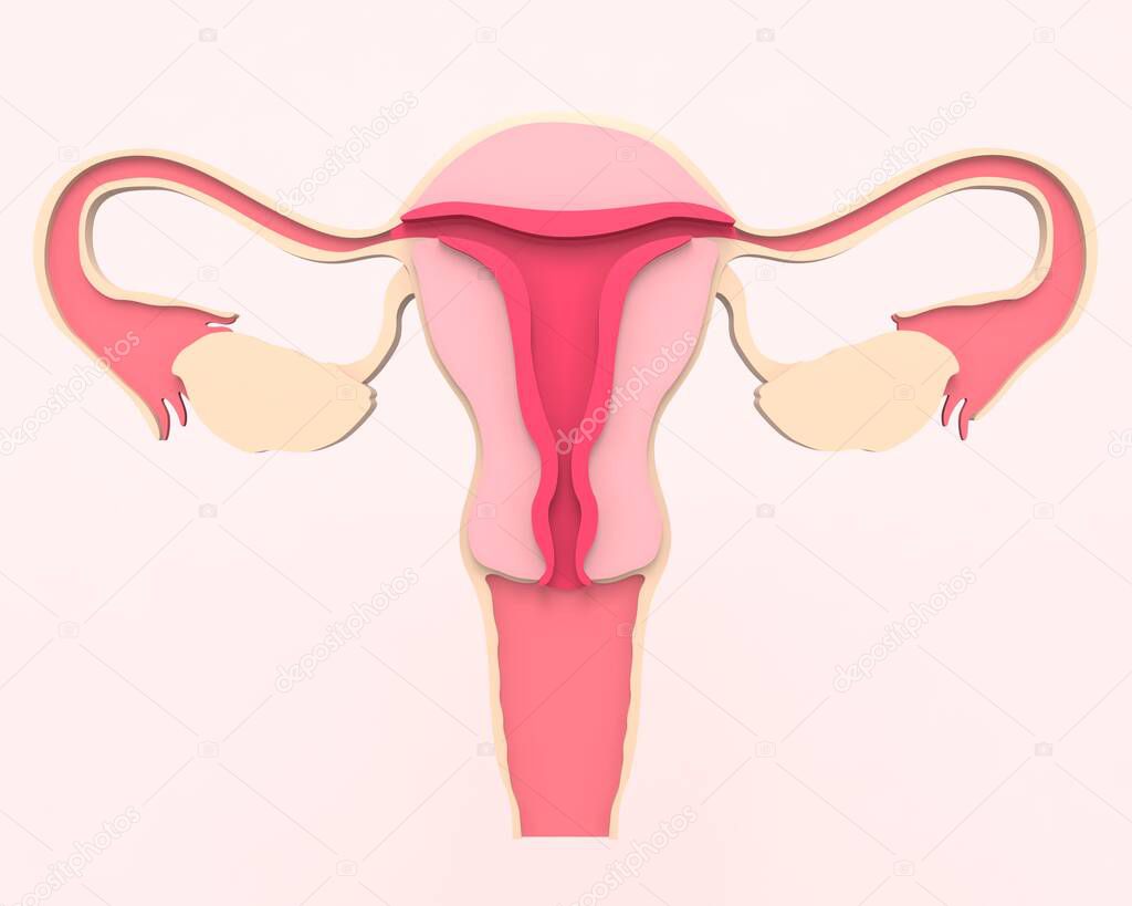 A healthy female reproductive system with the Uterus and ovaries. Front view in the section. 3d rendering medical illustration