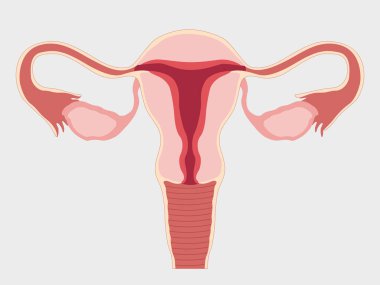 A healthy female reproductive system with the Uterus and ovaries isolated in the background. Front view in the section. Vector medical illustration clipart