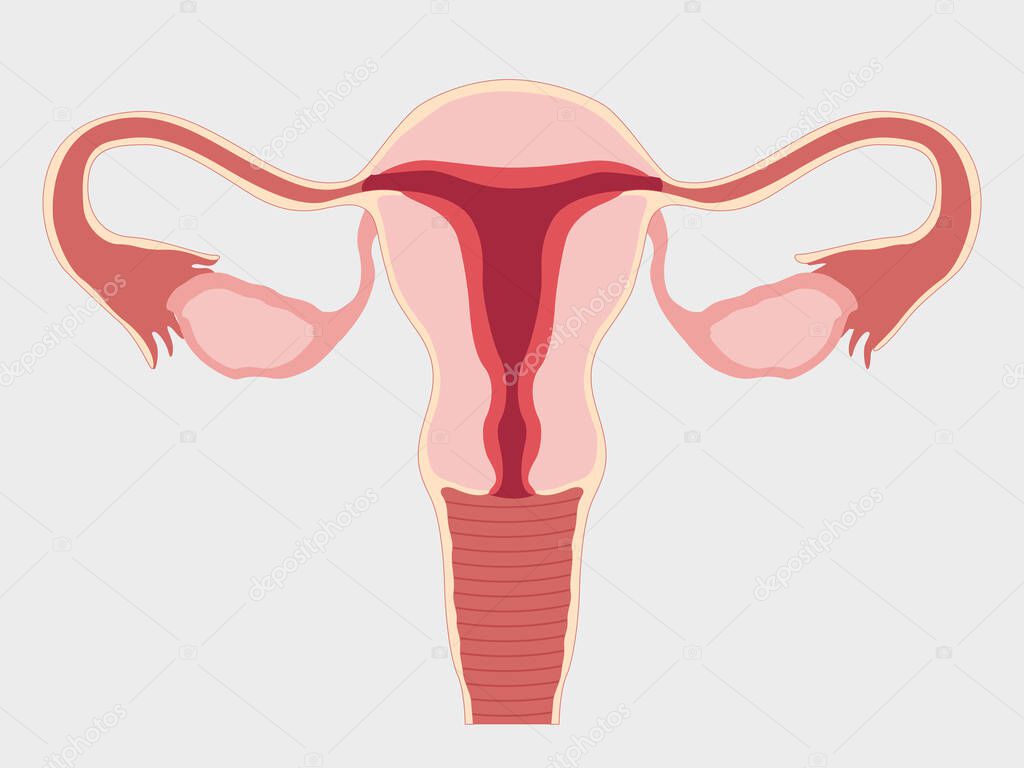 A healthy female reproductive system with the Uterus and ovaries isolated in the background. Front view in the section. Vector medical illustration