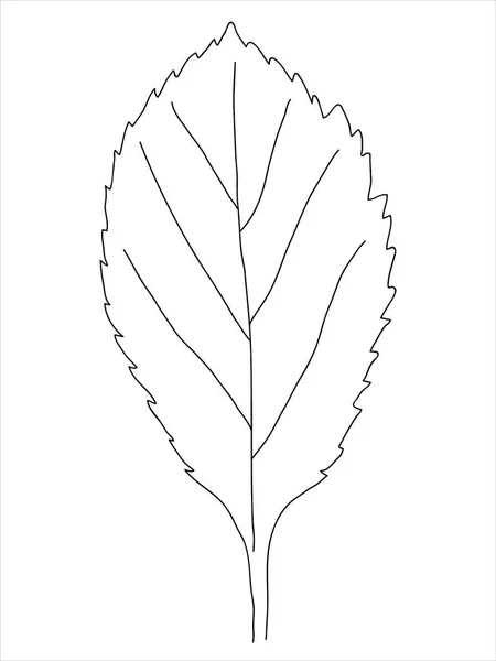 Liść Głogu Stylu Bazgrołów Ręcznie Rysowana Sylwetka Jagodami Botaniczne Rośliny — Wektor stockowy