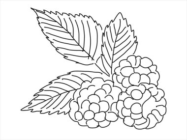 Karalama tarzında ahududu yaprağı. Elle çizilmiş siluet. Botanik tıbbi vektör bitkisi 