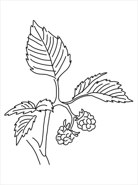 Raspberry Leaf Doodle Style Hand Drawn Silhouette Botanical Medicinal Vector — Stock Vector