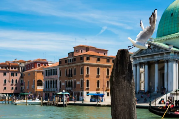 Venecia (gaviota marina ) — Foto de Stock