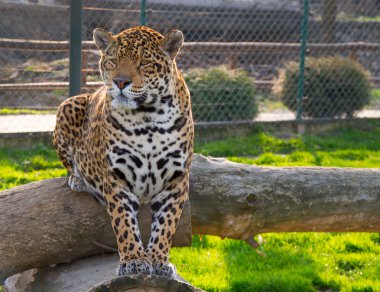Leopar Jaguar izlerken