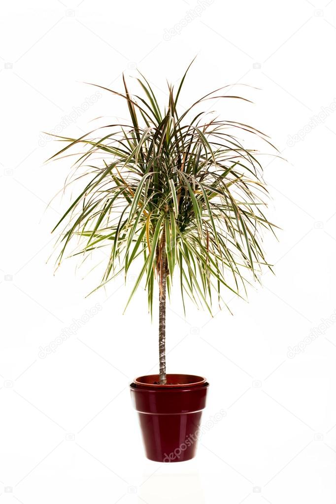 Dracaena Palm Isolated