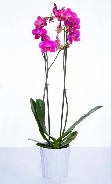 Orchidea roślina — Zdjęcie stockowe