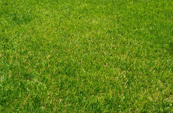 Grass Background Royalty Free Stock Images