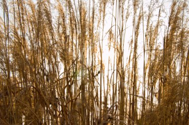 Kuru ot yalak güneş arka plan