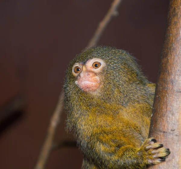 Macaco Marmoset Pigmy — Fotografia de Stock