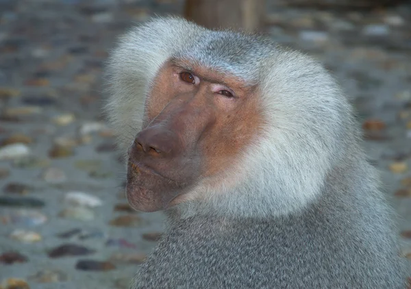 Małpa mężczyzna Pawian — Zdjęcie stockowe