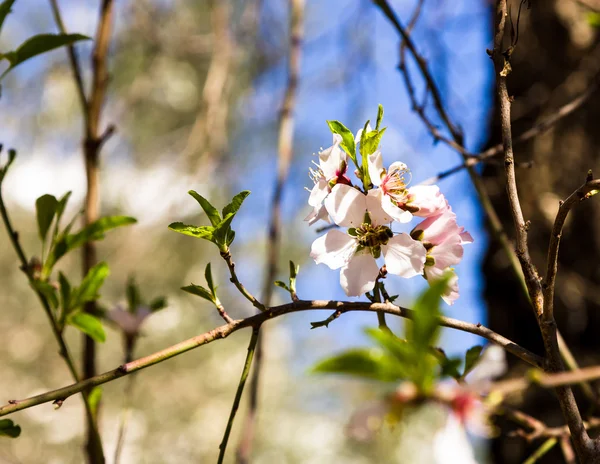 Honey bee on almond blossoms, blue sky background — Stock Photo, Image