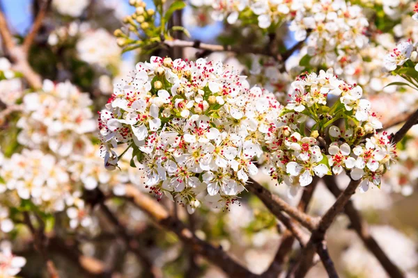 Blackthorn flowers at the spring, Israel — Stock Photo, Image