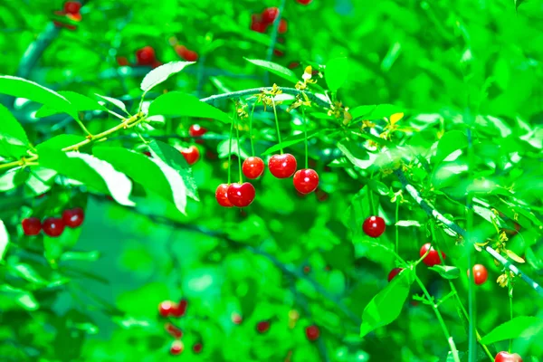 Árvore de cereja na primavera — Fotografia de Stock