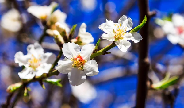 White almond blossoms against the sky panorama macro — Stock Photo, Image
