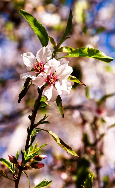 Pair of pink almond flowers on a branch — Stock Photo, Image