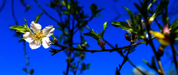 Bílá mandlový květ na jaře na modré obloze, Izrael — Stock fotografie