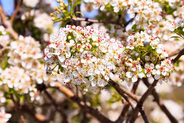 Kwiaty tarniny na wiosnę, Izrael Obrazek Stockowy