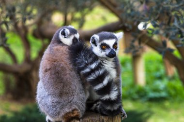 Çift utangaç Lemurlar, halka Lemur