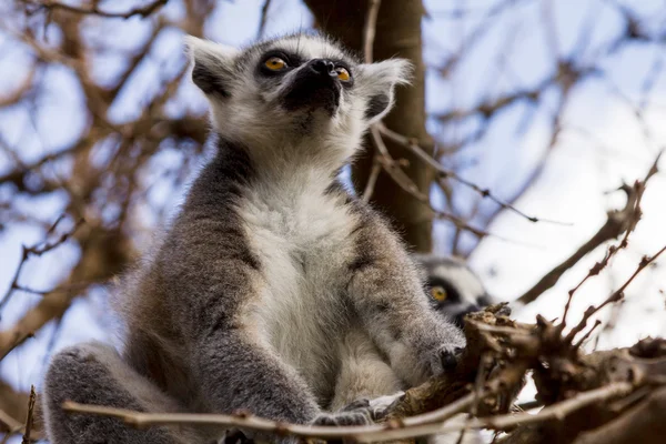 Лемури на дереві проти синього неба, Ring-tailed Лемур — стокове фото