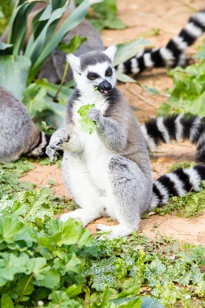 Lemur na pastwisku, Ring-tailed Lemur Zdjęcia Stockowe bez tantiem