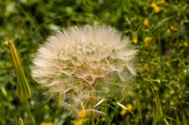 Bahar üzerinde büyük bir karahindiba (Tragopogon coelesyriacus)