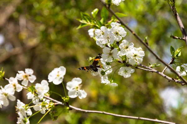 Colored butterfly on a flower of cherry tree — Stock Photo, Image