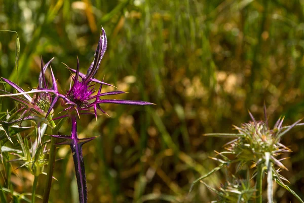 Violette Blüte der Milchdistel (Centaurea iberica) mit großen Dornen — Stockfoto