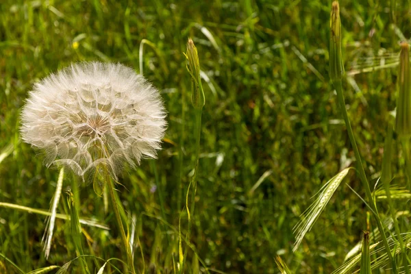 Großer Löwenzahn (tragopogon coelesyriacus) mit Stachel im Hintergrund, Frühling — Stockfoto