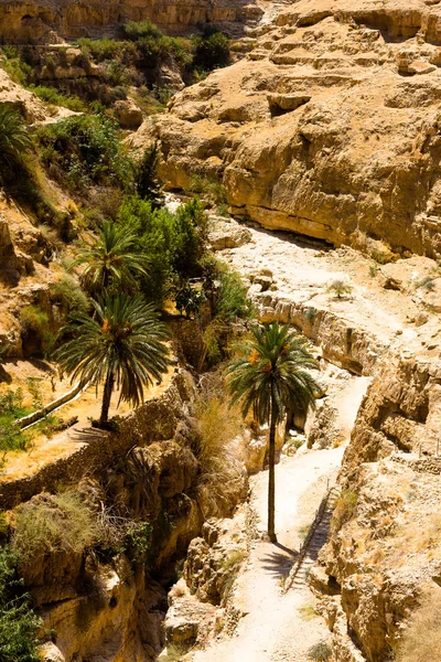 Creek na pustyni Wadi Qelt, w Judean Desert Obrazek Stockowy