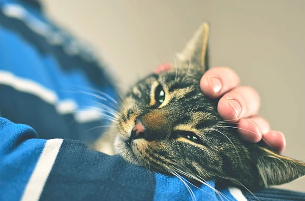 Homem segurando gato cinza — Fotografia de Stock