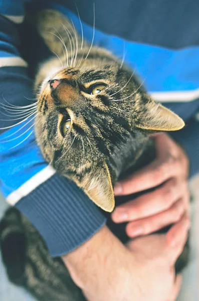 Homem segurando gato cinza — Fotografia de Stock