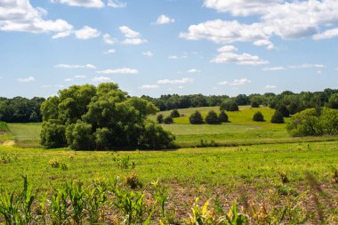 Bir tarlanın ortasındaki ağaçlık alanda yuvarlanan tepeler ve gökyüzünde bulutlar