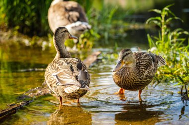 Yağmur fırtınasından sonra su birikintisinde yüzen ördekler.